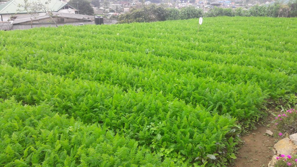 Silver Meir Bungalow Nuwara Eliya Luaran gambar
